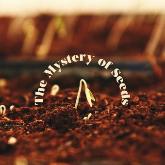 The Mystery of Seeds